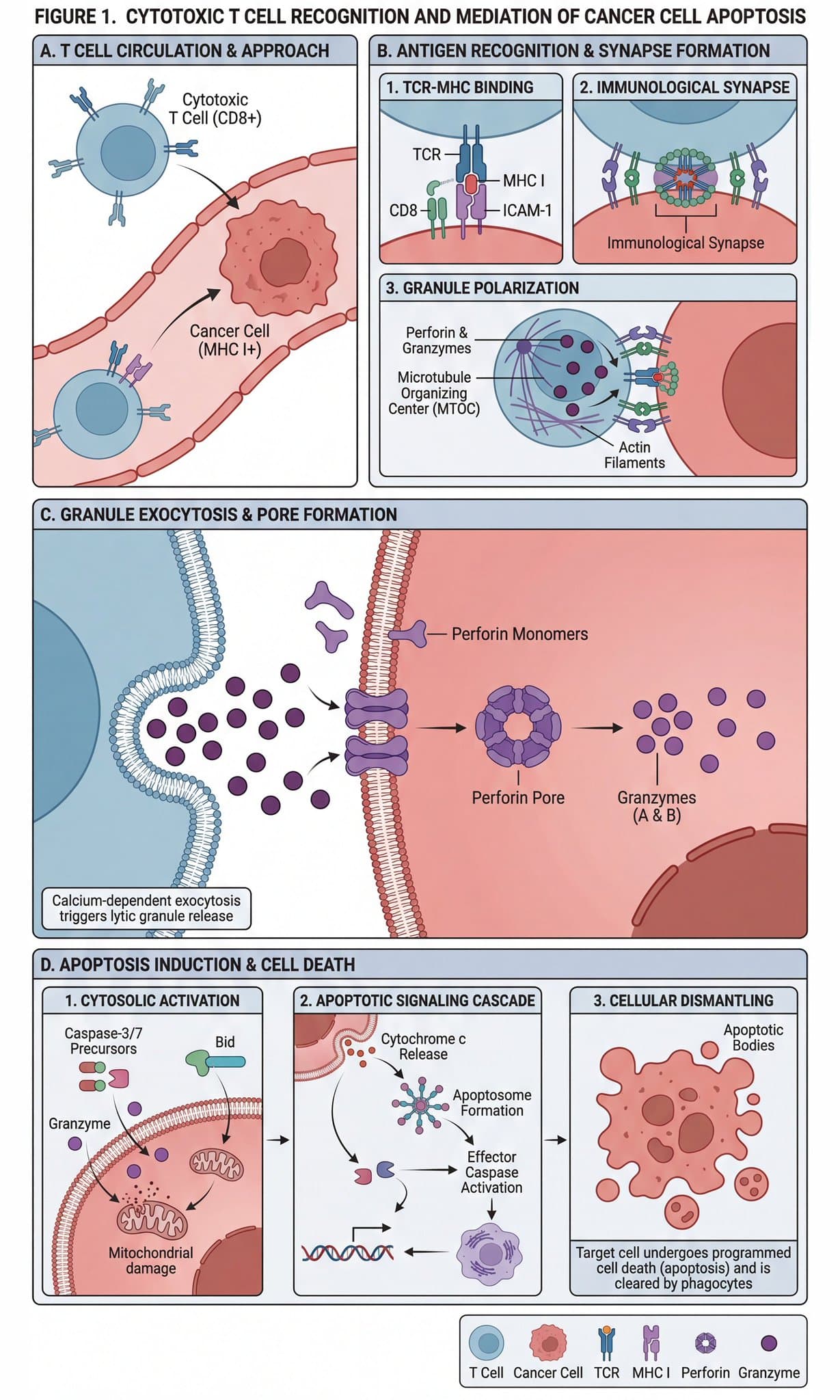 Scientific diagram of cytotoxic T cells killing cancer cells — example 1