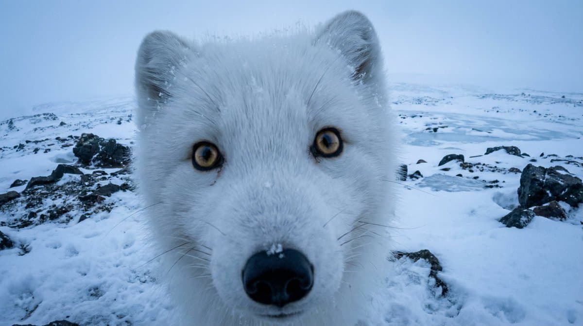 Variable Fisheye POV Wildlife Prompt — example 1